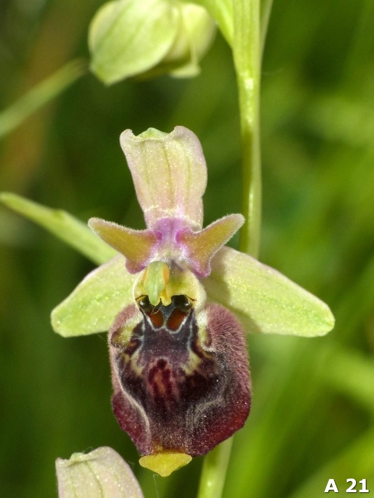 Ophrys dinarica (=Ophrys personata)  in Abruzzo